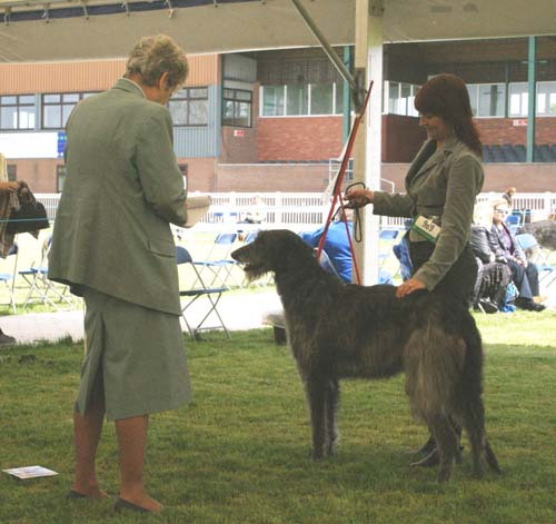 Ch. Marandike Ebony's Choice to Wolfscastle 